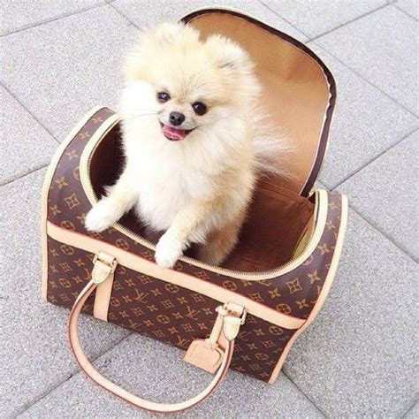 versace pet carrier